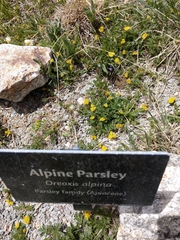 Oreoxis alpina