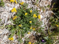 Oreoxis alpina