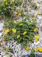 Oreoxis alpina