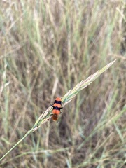 Trichodes bibalteatus