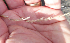 Trisetum lasiorhachis