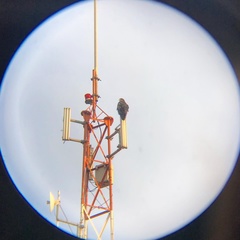 Geranoaetus melanoleucus australis