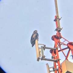 Geranoaetus melanoleucus australis