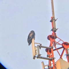 Geranoaetus melanoleucus australis