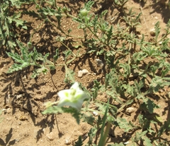 Chamaesaracha coniodes