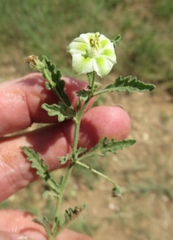 Chamaesaracha coniodes