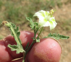 Chamaesaracha coniodes