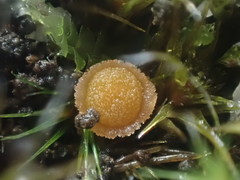 Octospora maireana