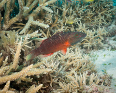 Oxycheilinus digramma