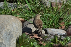 Rhopospina alaudina alaudina