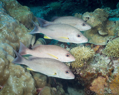 Lutjanus russellii