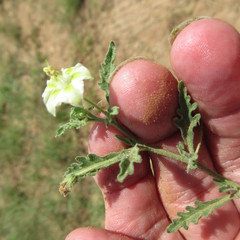 Chamaesaracha coniodes