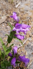 Penstemon deaveri