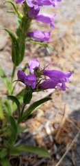 Penstemon deaveri