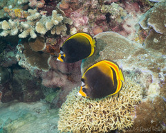 Chaetodon flavirostris