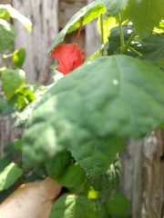 Malvaviscus arboreus drummondii