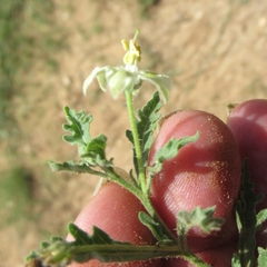 Chamaesaracha coniodes
