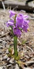 Penstemon deaveri