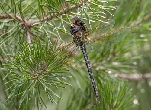 Swamp Darner photographed in Maryland