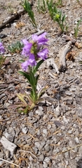 Penstemon deaveri