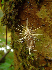 Akanthomyces tuberculatus