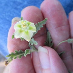 Chamaesaracha coniodes