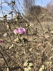 Sphaeralcea obtusiloba