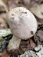 Pluteus tomentosulus