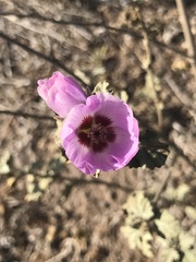 Sphaeralcea obtusiloba