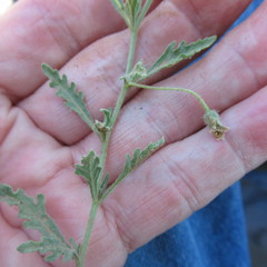 Chamaesaracha coniodes