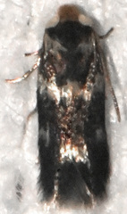 Etainia sericopeza