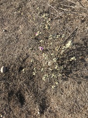 Sphaeralcea obtusiloba