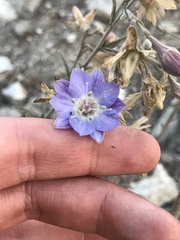 Malesherbia linearifolia