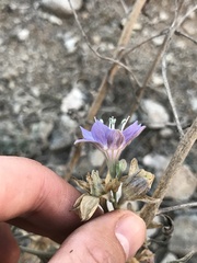 Malesherbia linearifolia