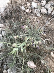 Malesherbia linearifolia