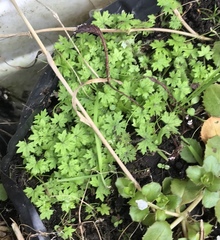 Hydrocotyle dissecta