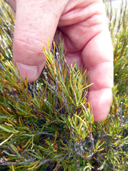Dracophyllum subulatum