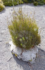 Dracophyllum subulatum