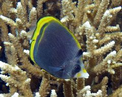 Chaetodon flavirostris