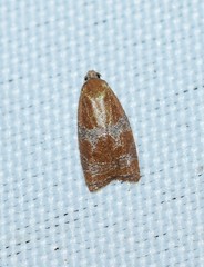 Cenopis diluticostana