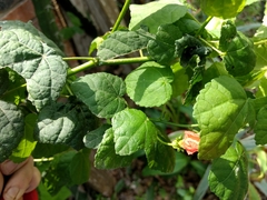 Malvaviscus arboreus drummondii