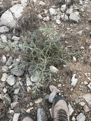 Malesherbia linearifolia