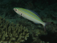 Pterocaesio digramma