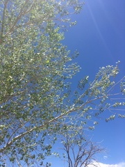 Populus deltoides wislizenii