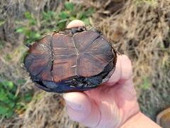 Kinosternon subrubrum hippocrepis