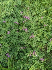 Tephrosia lindheimeri