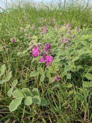 Tephrosia lindheimeri