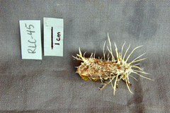 Akanthomyces tuberculatus