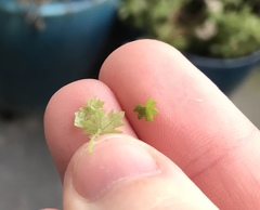 Hydrocotyle dissecta
