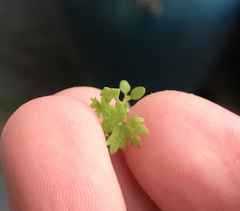 Hydrocotyle dissecta